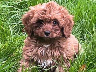Cavachon puppies in Tyrone