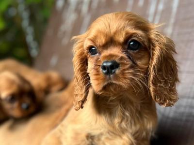 Cavalier King Charles puppies in Wicklow 🐶