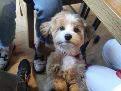 Maltese stud, Bailey, in Dublin