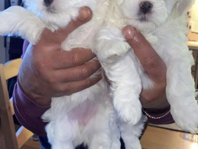 Maltese stud, Bailey, in Dublin