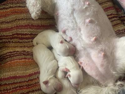 Maltese stud, Bailey, in Dublin