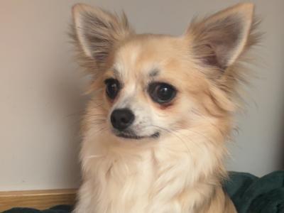 IKC Long Hair Chihauhua for stud in Waterford