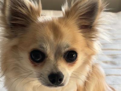 IKC Long Hair Chihauhua for stud in Waterford