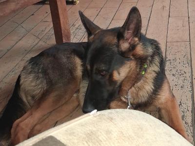 IKC Registered German Shepherd Dog for Stud.