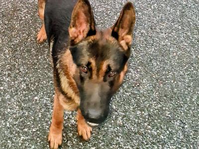 IKC Registered German Shepherd Dog for Stud.
