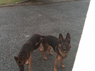 IKC Registered German Shepherd Dog for Stud.