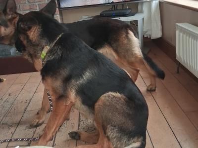 IKC Registered German Shepherd Dog for Stud.