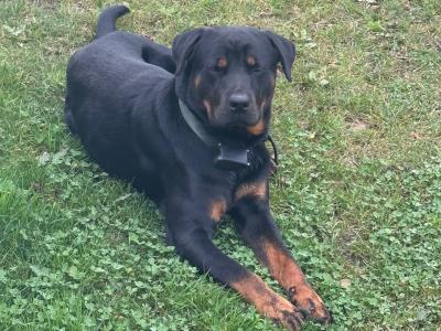 Male Rottweiler puppy 13 months old in Laois