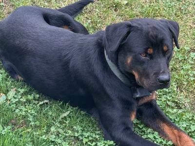 Male Rottweiler puppy 13 months old in Laois