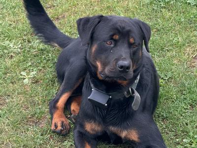 Male Rottweiler puppy 13 months old in Laois