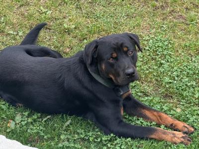 Male Rottweiler puppy 13 months old in Laois