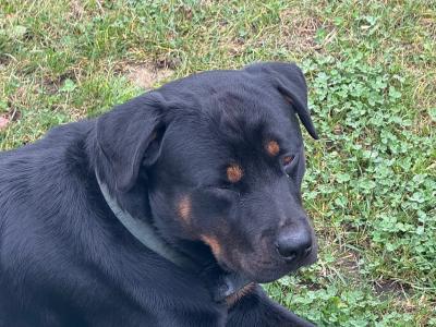 Male Rottweiler puppy 13 months old in Laois