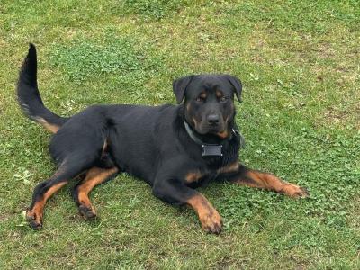 Male Rottweiler puppy 13 months old in Laois