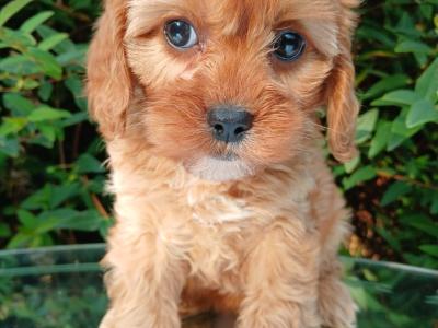 Beautiful Cavapoo puppies available in Cavan