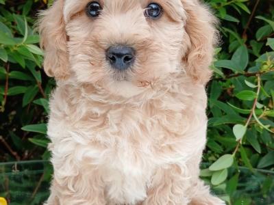 Beautiful Cavapoo puppies available in Cavan