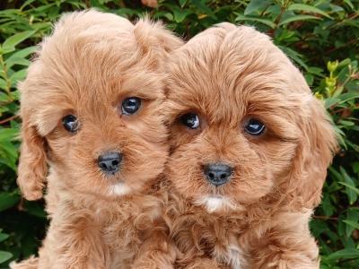 Beautiful Cavapoo puppies available in Cavan