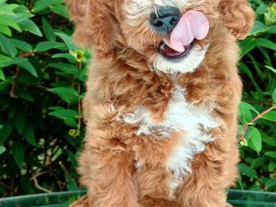 Beautiful Cavapoo puppies available in Cavan