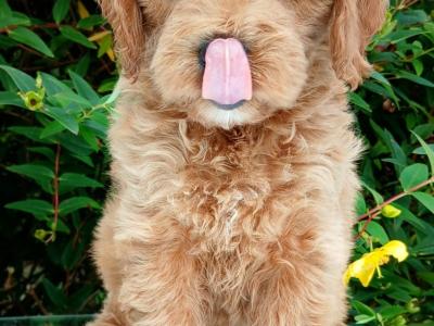 Beautiful Cavapoo puppies available in Cavan