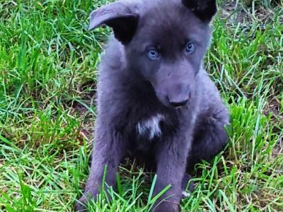 Rare Blue and Isabella German Shepherd puppies in Laois