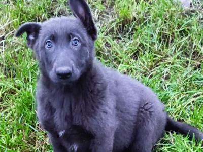 Rare Blue and Isabella German Shepherd puppies in Laois