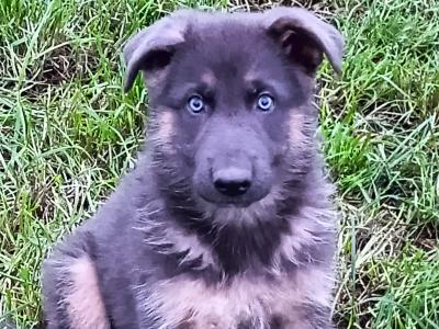 Rare Blue and Isabella German Shepherd puppies in Laois