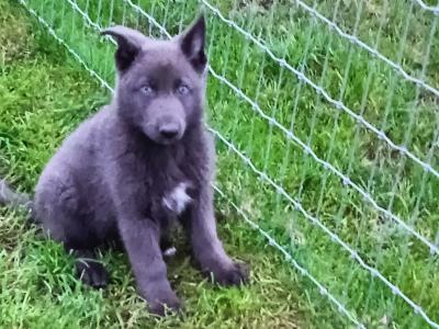 Rare Blue and Isabella German Shepherd puppies in Laois