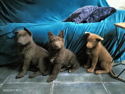 Rare Blue and Isabella German Shepherd puppies in Laois