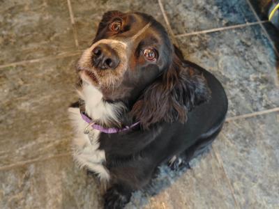 Beautiful, loving 2 year old female Cocker Spaniel in Roscommon