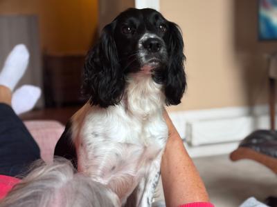 Springer Spaniel puppies for sale in Cork
