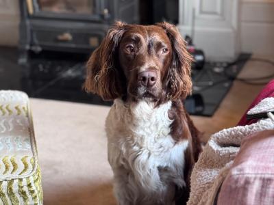 Springer Spaniel puppies for sale in Cork