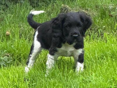 Springer Spaniel puppies for sale in Cork