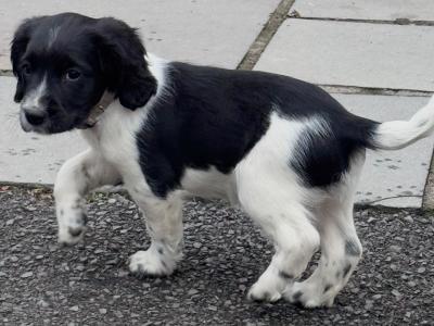 Springer Spaniel puppies for sale in Cork