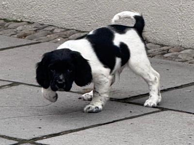 Springer Spaniel puppies for sale in Cork