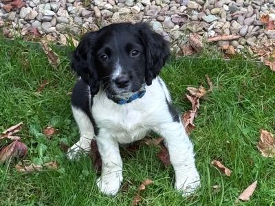 Springer Spaniel puppies for sale in Cork