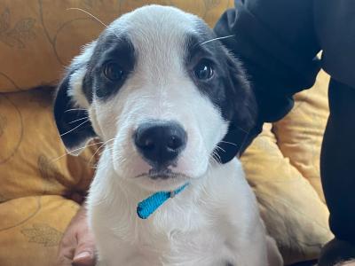 Border Collie puppies for sale in Wicklow