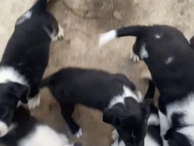 Border Collie puppies for sale in Wicklow