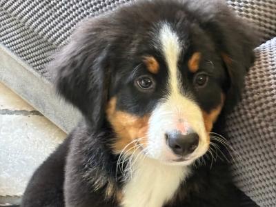 IKC Registered Bernese Mountain Dog puppies in Kilkenny