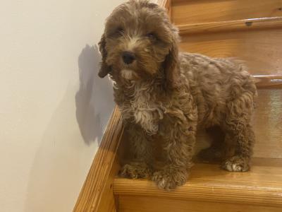 Cockapoo puppies in Kilkenny