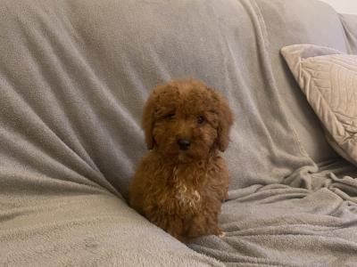 Cockapoo puppies in Kilkenny