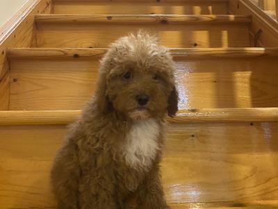 Cockapoo puppies in Kilkenny