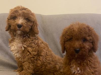 Cockapoo puppies in Kilkenny