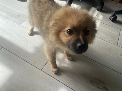 5 month old female Pomanarian puppy for sale in Cork.  Very Friendly