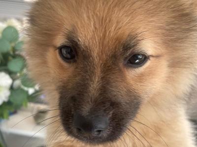 5 month old female Pomanarian puppy for sale in Cork.  Very Friendly