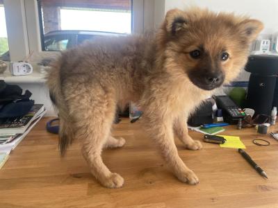 5 month old female Pomanarian puppy for sale in Cork.  Very Friendly