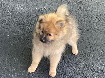 5 month old female Pomanarian puppy for sale in Cork.  Very Friendly