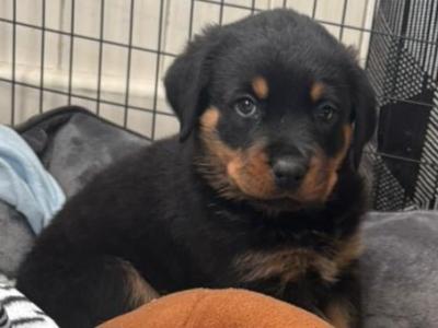 Rottweiler puppies in Westmeath