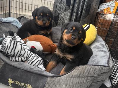 Rottweiler puppies in Westmeath
