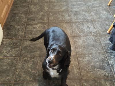 Beautiful, loving 2 year old female Cocker Spaniel in Roscommon