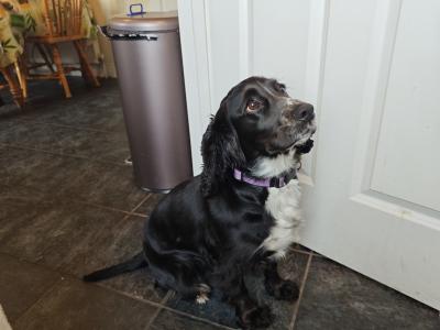 Beautiful, loving 2 year old female Cocker Spaniel in Roscommon