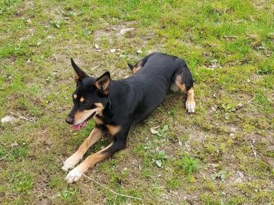 Australian Kelpie/ Collie pups in Cork